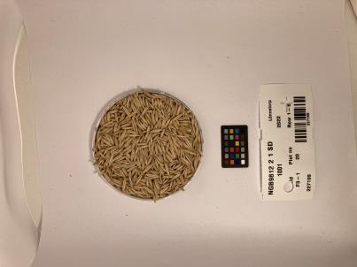 Click for 1 image(s) for this accession. SEED